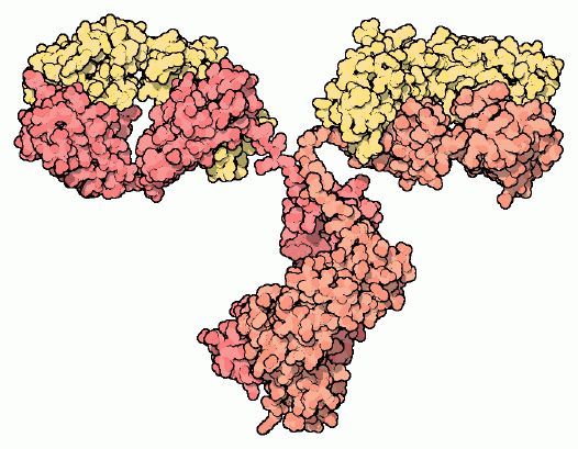 Antibodies