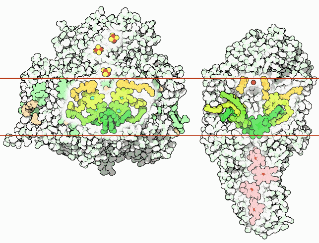 左:シアノバクテリアの光化学系I(PDB:1jb0) 右:紅色細菌の光合成反応中心(PDB:1prc) 左:シアノバクテリアの光化学系I(PDB:1jb0) 右:紅色細菌の光合成反応中心(PDB:1prc)