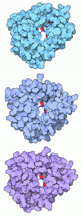 上:トリプシン(PDB:2ptn) 中:キモトリプシン(PDB:2cha) 下:エラスターゼ(PDB:3est) 上:トリプシン(PDB:2ptn) 中:キモトリプシン(PDB:2cha) 下:エラスターゼ(PDB:3est)