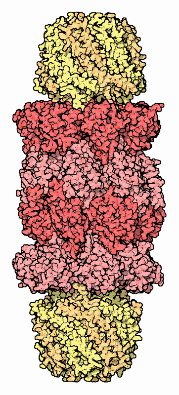 プロテアソーム(PDB:1fnt) プロテアソーム(PDB:1fnt)