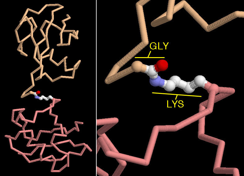 ユビキチン分子間の結合(PDB:1f9j) ユビキチン分子間の結合(PDB:1f9j)